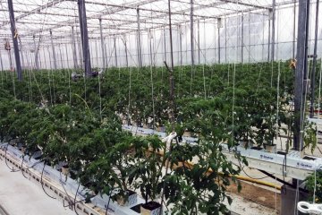<p>Other plants including green onions, various peppers, and more are grown in the greenhouse as well, but on a much smaller scale</p>