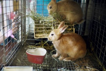 <p>Two rabbits having lunch.</p>