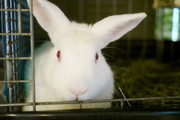 <p>A grumpy white rabbit.&nbsp;</p>