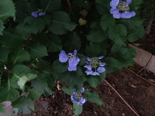 Hoa cẩm tú cầu màu xanh-tím