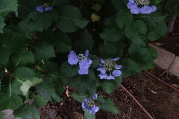 <p>Blue-purple hydrangeas</p>