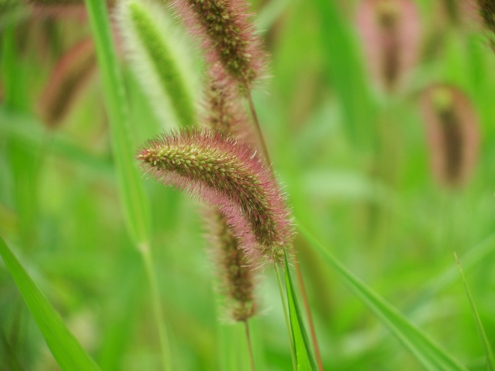 Close-up of brown tufts