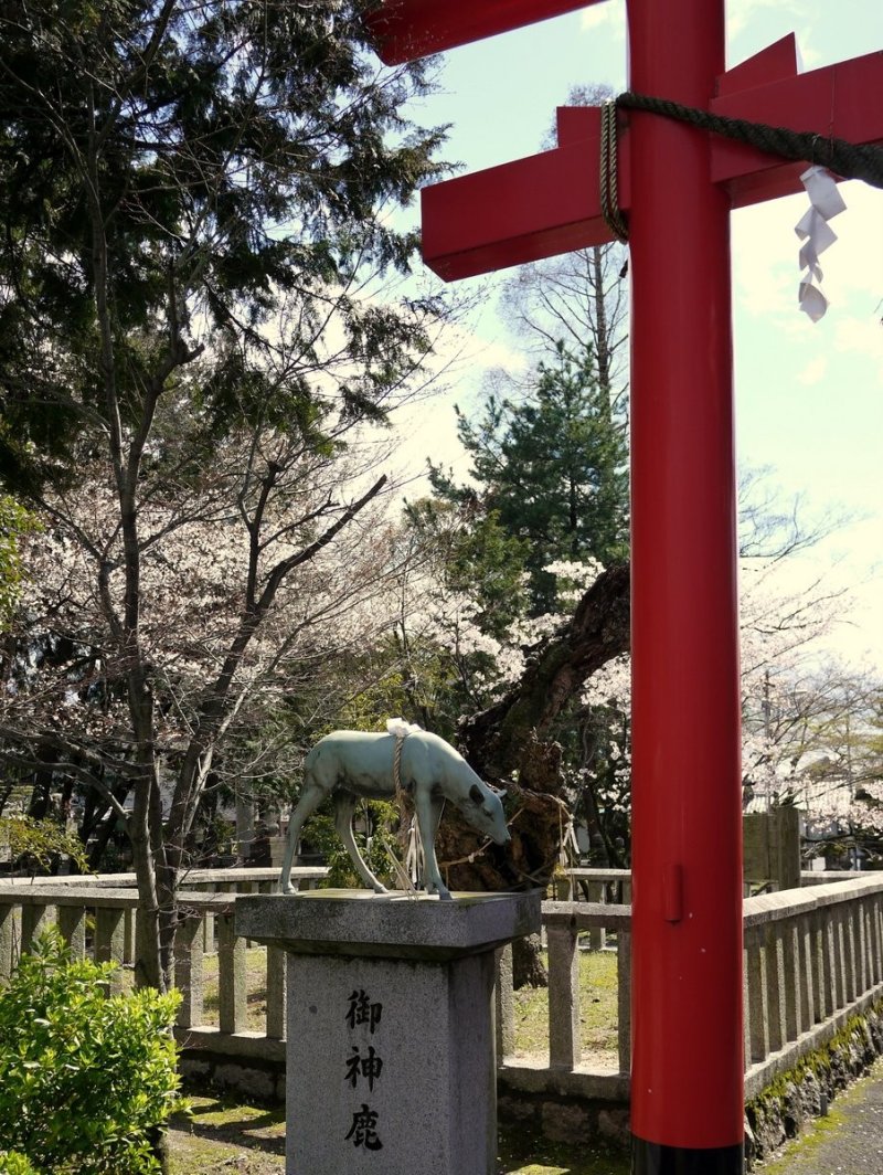 <p>Statue of a deer beside a red torii</p>