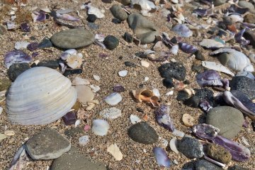 <p>The beach at Cape Tomyozaki&nbsp;is a great place to collect seashells, sea glass, and pottery pieces</p>