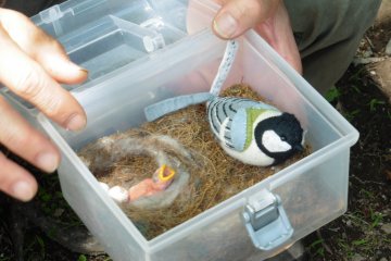 <p>Guides have learned how to make up for days visitors don&#39;t see many birds in the forest</p>