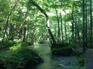 Sông Oirase ở Aomori: Một bức ảnh khác, một vẻ đẹp tự nhiên khác