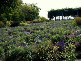 Khu vực mà tôi thích nhất là con dốc trồng hoa xác pháo xanh