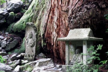 <p>Small statues of Jizo and Fudo-myoo at the foot of a giant cedar tree</p>