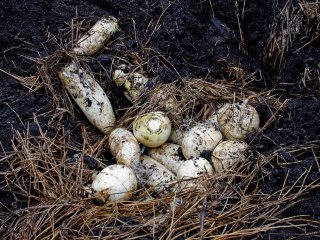 A nest of daikon uncovered--they are stored in the earth to preserve them
