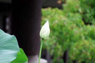 White lotus flower about to bloom