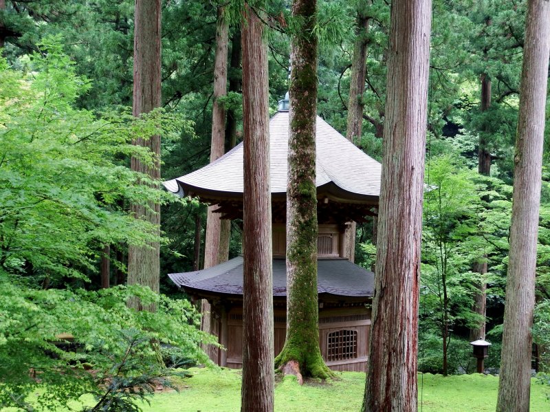 <p>Pagoda surrounded by tall cedar trees</p>