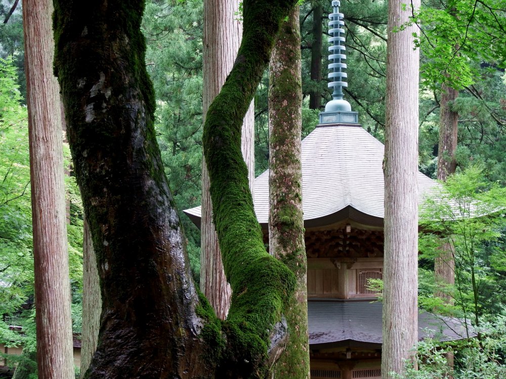 Looking at the beautiful pagoda through trees