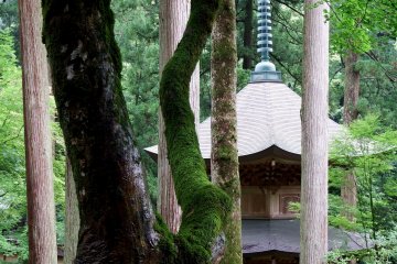 <p>Looking at the beautiful pagoda through trees</p>