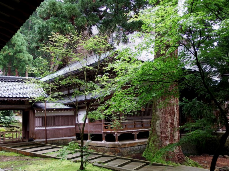 <p>&#39;Shidōden&#39; in a forest</p>