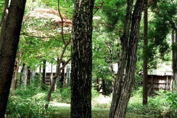 <p>Tall trees provide cool shade on a hot summer day</p>
