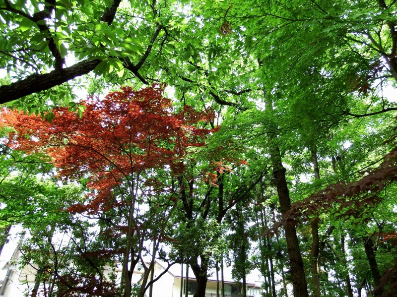 여름철 요코칸 정원의 녹색과 붉은색 잎