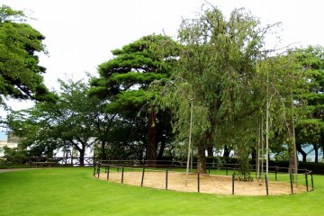 Знаменитая плакучая вишня в парке Касумигадзё. Замок Маруока и этот парк входят в 100 самых знаменитых мест ханами (любование вишней) в Японии