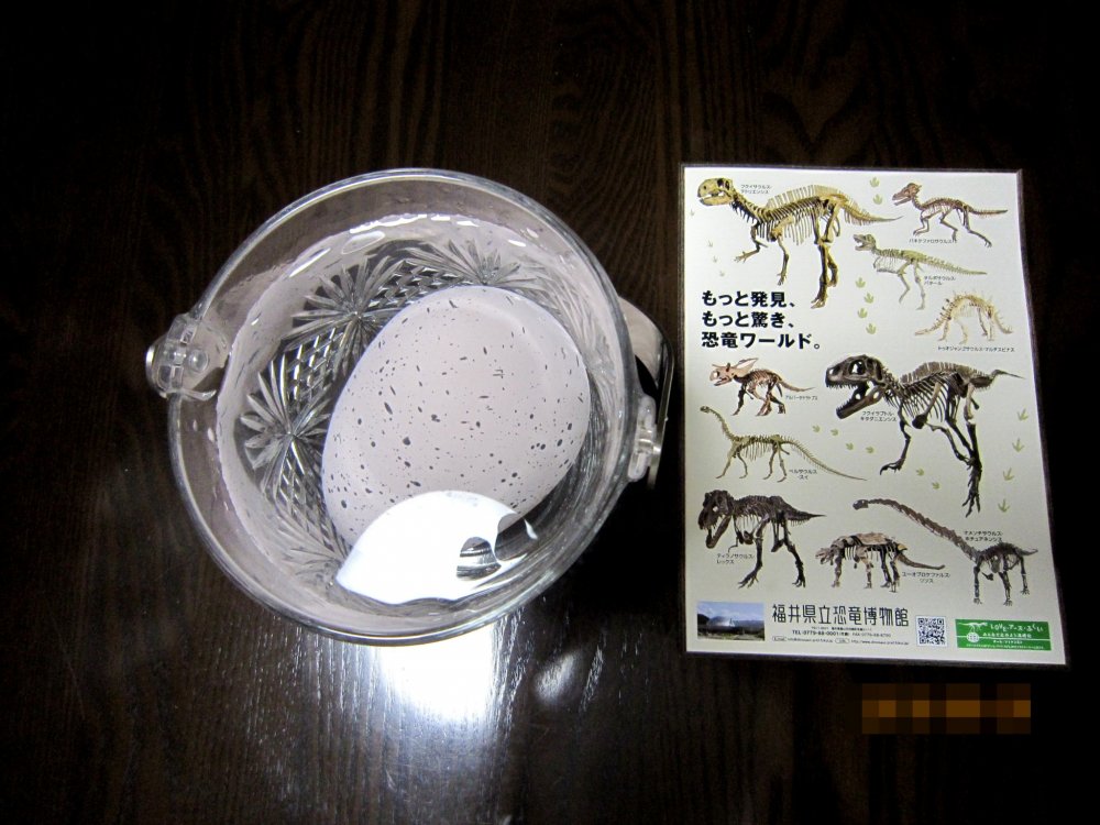 DAY 1: Dinosaur Egg bought at the souvenir shop of Fukui Dinosaur Museum. The instruction says I should put the egg into water and wait...