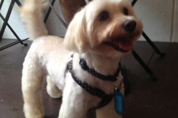 <p>Skippy, freshly groomed by the expert shop staff.</p>