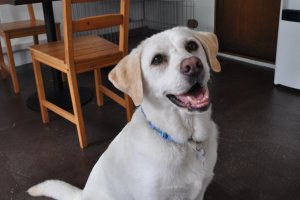 Resident buddy dog - looking for a home.&nbsp;