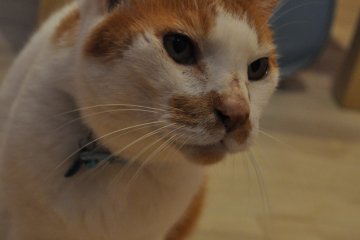 <p>Resident buddy cat - looking for home.&nbsp;</p>