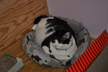 <p>Resident buddy cat - looking for home.</p>
