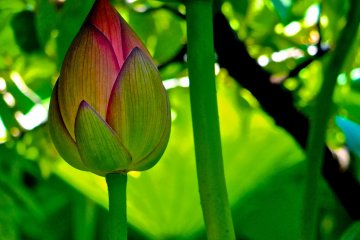 <p>This lotus is just about ready to bloom at Ueno Park</p>