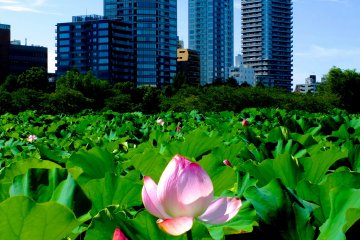 Enjoy Japanese Lotus at Ueno Park