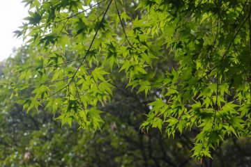 <p>Green maple leaves</p>