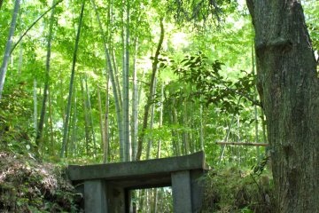 <p>Charming passageways throughout the bamboo groves</p>