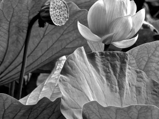 並び立つ満開の蓮と花の散ったさや 　　　- 鎌倉鶴岡八幡宮、源平池にて撮影-