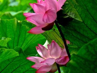 Les lotus du jardin Sankei-en