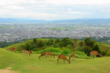 <p>The beautiful scenery of Mount Wakakusa.</p>