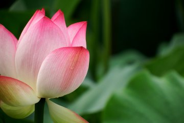 <p>Close-up look at a lovely pink lotus</p>