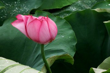 <p>Wind-blown pink lotus, yet beautiful</p>