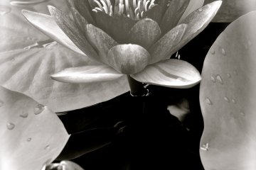 <p>Черно-белый портрет водяной лилии&nbsp;в парке цветов Асикага</p>