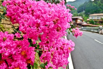 <p>Some beautiful pink flowers along the approach to San-taki (Three-Waterfalls)</p>