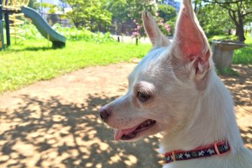 <p>Momo-chan is loving the &quot;Dog days of Summer!&quot;</p>