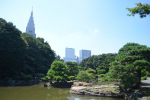 สวนชินจูกุ เกียวเอ็นเป็นสวนสาธารณะที่เก่าแก่ทและสวยงามมากที่สุดในโตเกียว
