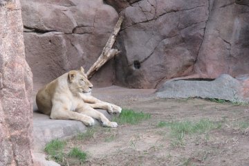 <p>A lioness relaxes in the summer heat</p>