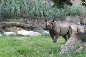 <p>A rare black rhino blends in with its surroundings</p>