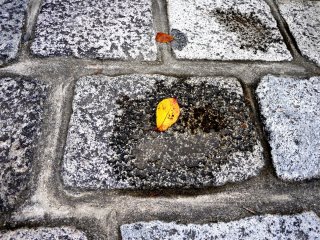 A cherry leaf lies in a small puddle