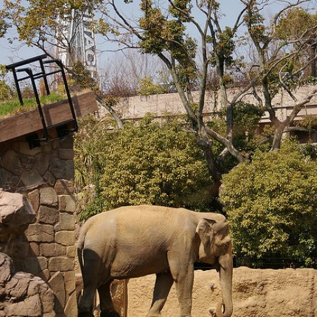 حديقة حيوان تينوجي