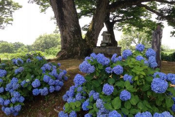 <p>Kumano Shrine, under a keyaki tree with hydrangeas all around it.</p>
