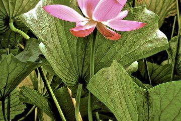 <p>The Japanese Lotus is elegant</p>