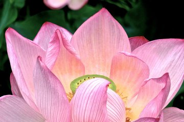 <p>The Japanese Lotus is bold yet delicate</p>