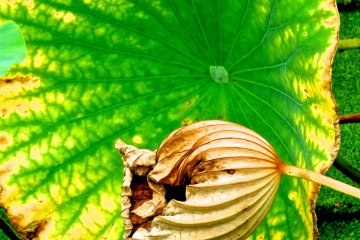 <p>The Japanese Lotus leaves are soft and enormous</p>