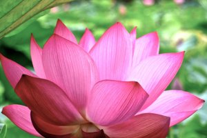 The Japanese Lotus - the most beautiful flower in the world