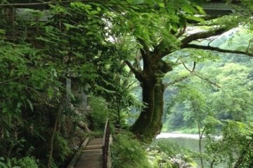 <p>A beautiful path leading away from Seiryu&nbsp;Garden</p>