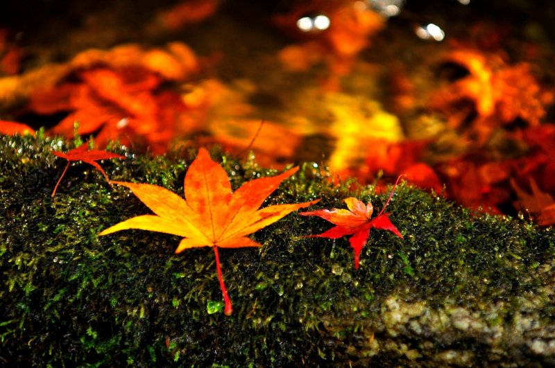 <p>Fallen leaves on moss-covered water basin</p>